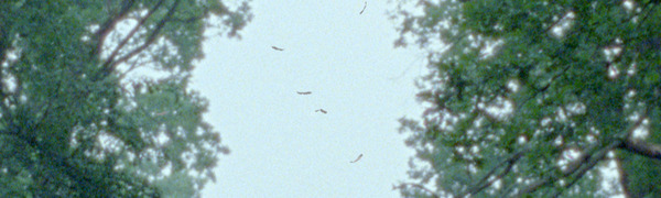 Crnci_982x600_01