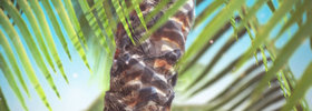 Acai_001_web