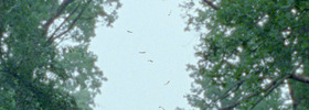 Crnci_982x600_01